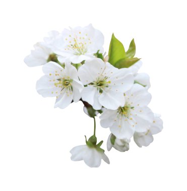 Güzel sakura, beyaz arka planda izole edilmiş kiraz çiçekleri. Doğal çiçek geçmişi var. Çiçek tasarım ögesi