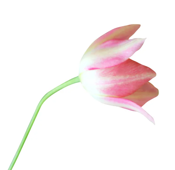 Schöne Rosa Gelbe Tulpenblume Isoliert Auf Weißem Hintergrund Natürlicher Floraler — Stockfoto