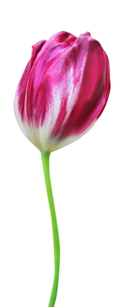Linda Flor Tulipa Roxa Vermelha Isolada Fundo Branco Fundo Floral — Fotografia de Stock