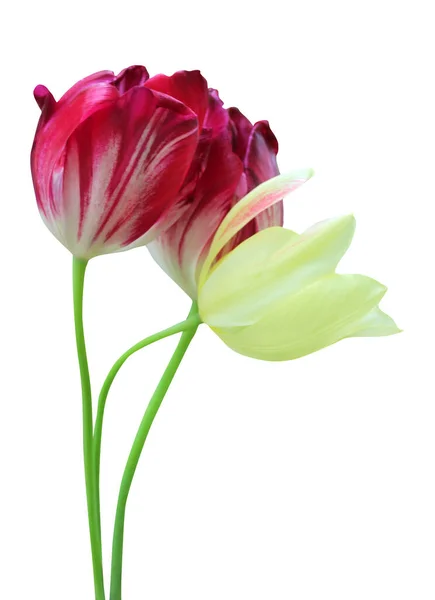 白を基調とした美しい赤紫色と黄色のチューリップの花 自然な花の背景 花のデザイン要素 — ストック写真
