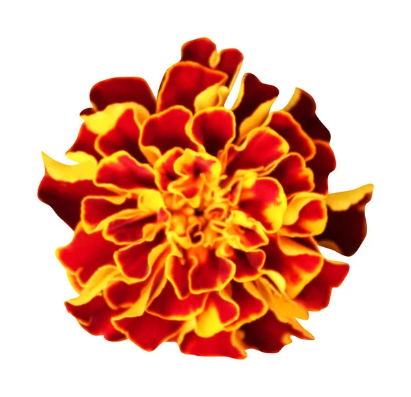Όμορφο Λουλούδι Marigold Απομονώνονται Λευκό Φόντο Φυσικό Φόντο Λουλουδιών Στοιχείο — Φωτογραφία Αρχείου