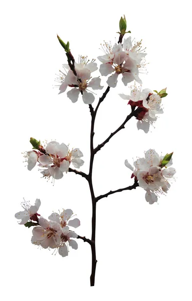 Белом Фоне Цветут Сакура Вишневые Баклажаны Естественный Цветочный Фон Цветочный — стоковое фото