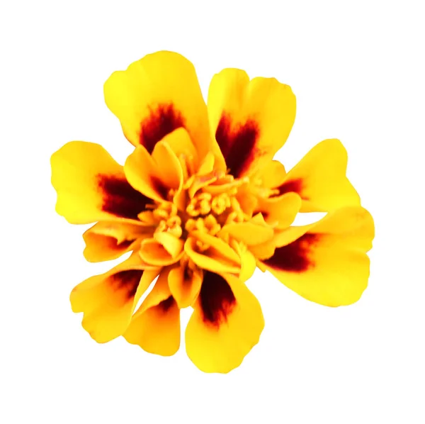 Beyaz Arka Planda Izole Edilmiş Güzel Kadife Çiçeği Doğal Çiçek — Stok fotoğraf