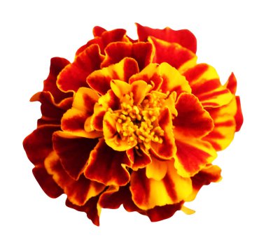 Beyaz arka planda izole edilmiş güzel kadife çiçeği. Doğal çiçek geçmişi var. Çiçek tasarım ögesi