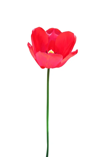 Hermosa Flor Tulipán Rojo Aislado Sobre Fondo Blanco Fondo Floral — Foto de Stock