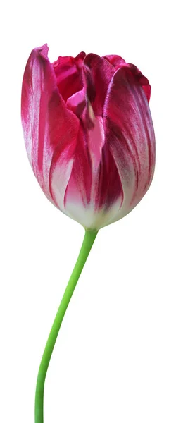 Hermosa Flor Tulipán Rojo Púrpura Aislada Sobre Fondo Blanco Fondo — Foto de Stock