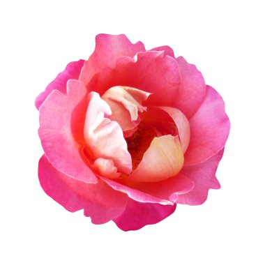 Beyaz arka planda izole edilmiş güzel pembe gül çiçeği. Doğal çiçek geçmişi var. Çiçek tasarım ögesi