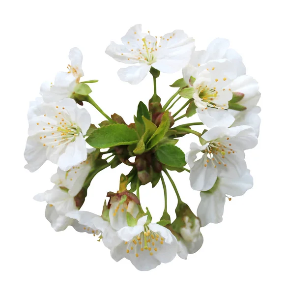 Όμορφη Σακούρα Άνθη Κερασιάς Απομονωμένα Λευκό Φόντο Φυσικό Φόντο Λουλουδιών — Φωτογραφία Αρχείου