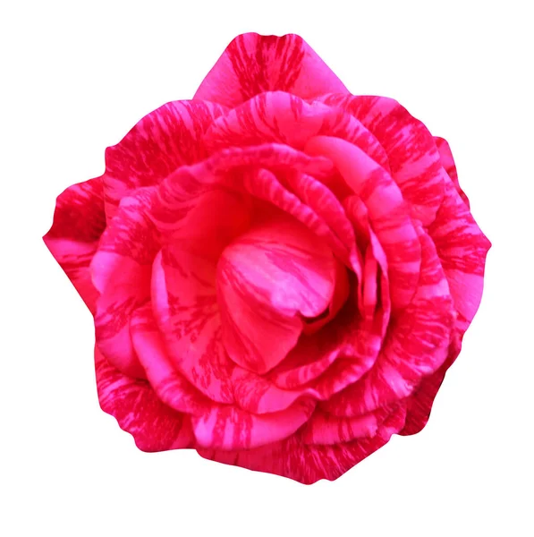Krásná Růžová Růže Květiny Izolované Bílém Pozadí Přírodní Květinové Pozadí — Stock fotografie