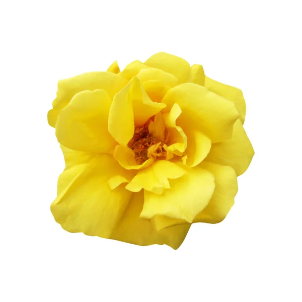 Schöne Gelbe Rose Blume Isoliert Auf Weißem Hintergrund Natürlicher Floraler — Stockfoto