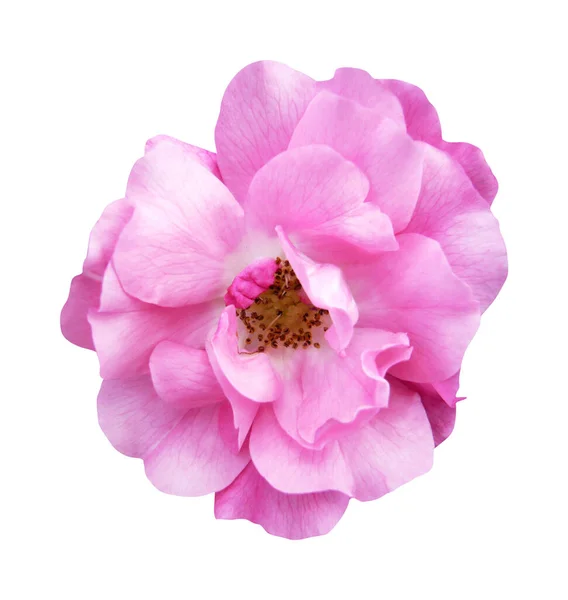 Beyaz Arka Planda Izole Edilmiş Güzel Pembe Gül Çiçeği Doğal — Stok fotoğraf