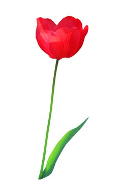 Beyaz arka planda izole edilmiş güzel kırmızı lale çiçeği. Doğal çiçek geçmişi var. Çiçek tasarım ögesi