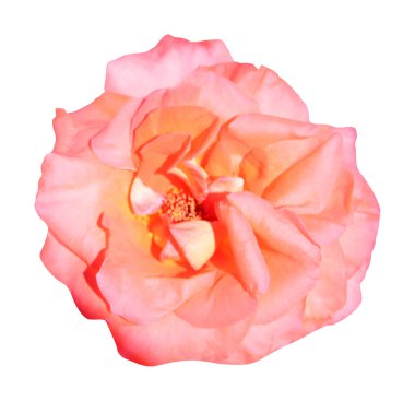 Beyaz arka planda izole edilmiş güzel pembe gül çiçeği. Doğal çiçek geçmişi var. Çiçek tasarım ögesi