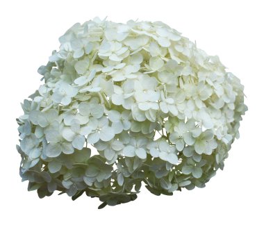 Beyaz arka planda izole edilmiş güzel beyaz ortanca çiçeği. Doğal çiçek geçmişi var. Çiçek tasarım ögesi