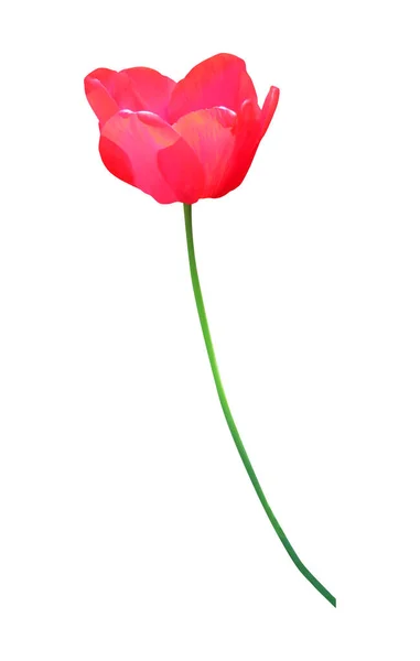美丽的红色郁金香花 白色背景 自然的植物背景 花卉设计部分 — 图库照片