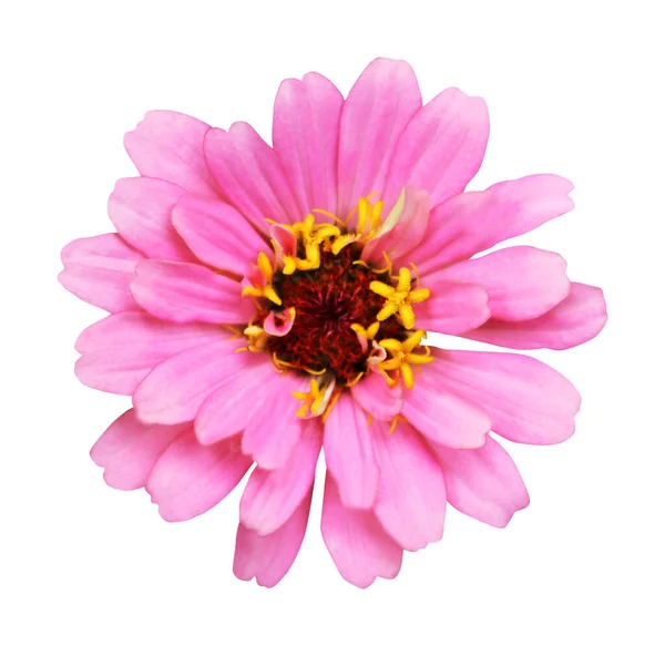 Linda Rosa Violeta Zinnia Flor Isolada Fundo Branco Fundo Floral — Fotografia de Stock