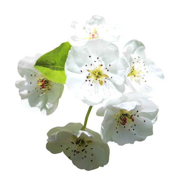 Hermosa Sakura Flores Flor Cerezo Aisladas Sobre Fondo Blanco Fondo — Foto de Stock