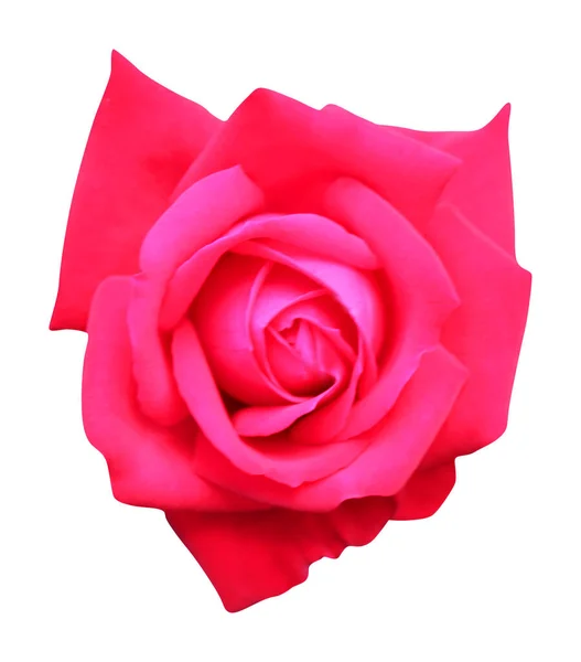 Красива Рожева Квітка Троянди Ізольована Білому Тлі Натуральний Квітковий Фон — стокове фото