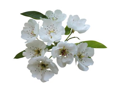 Güzel sakura, beyaz arka planda izole edilmiş kiraz çiçekleri. Doğal çiçek geçmişi var. Çiçek tasarım ögesi