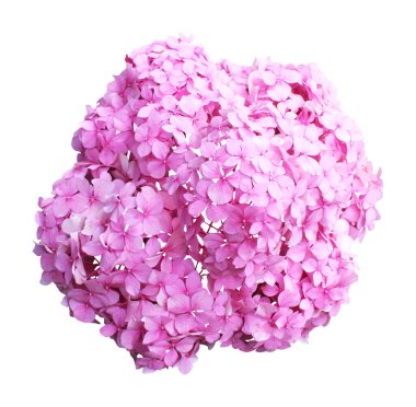 Güzel pembe ortanca çiçeği beyaz arka planda izole edilmiş. Doğal çiçek geçmişi var. Çiçek tasarım ögesi