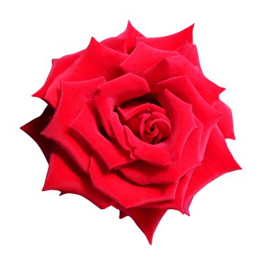 Beyaz arka planda izole edilmiş güzel kırmızı gül çiçeği. Doğal çiçek geçmişi var. Çiçek tasarım ögesi