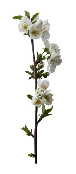 Όμορφη Σακούρα Άνθη Κερασιάς Απομονωμένα Λευκό Φόντο Φυσικό Φόντο Λουλουδιών — Φωτογραφία Αρχείου