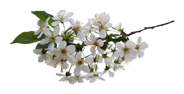 Vacker Sakura Körsbär Blommor Isolerad Vit Bakgrund Naturlig Blommig Bakgrund — Stockfoto