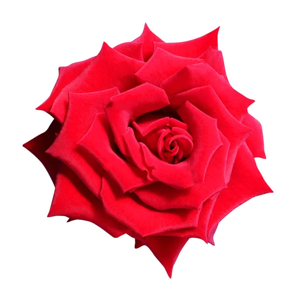 Schöne Rote Rose Blume Isoliert Auf Weißem Hintergrund Natürlicher Floraler — Stockfoto