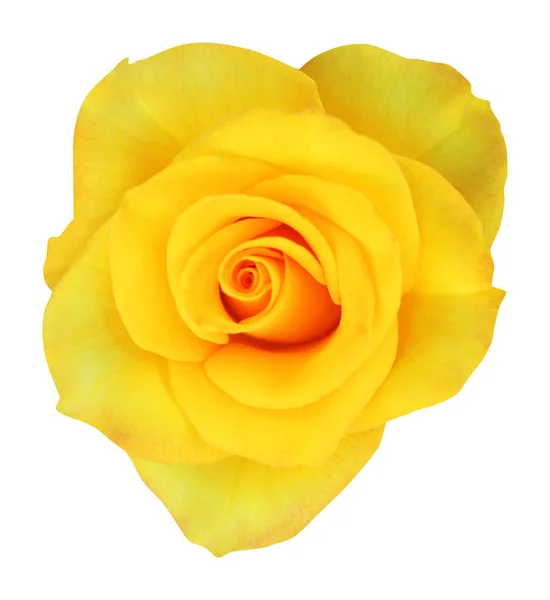 Bela Flor Rosa Amarela Isolada Fundo Branco Fundo Floral Natural — Fotografia de Stock