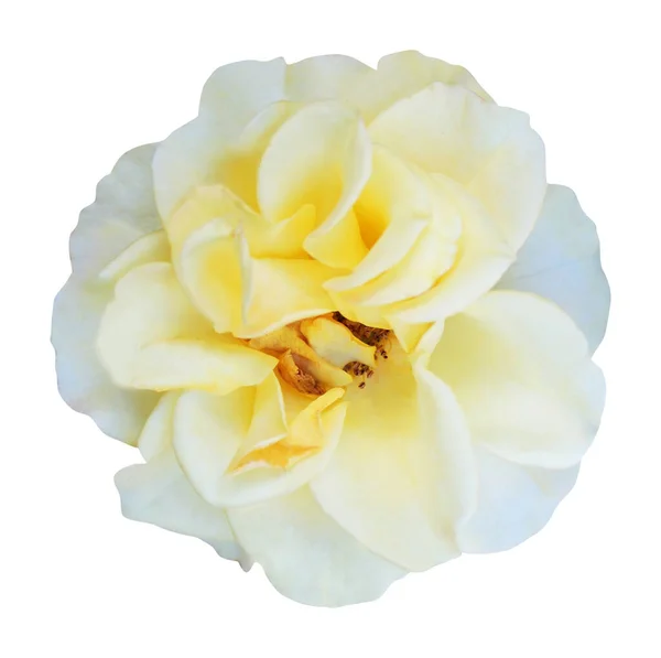 Bela Flor Rosa Branca Pastel Amarelo Isolado Fundo Branco Fundo — Fotografia de Stock