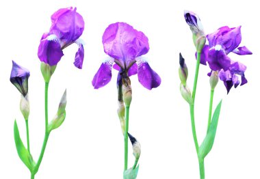 Güzel mavi süsen çiçekleri beyaz arka planda izole edilmiş. Doğal çiçek geçmişi var. Çiçek tasarım ögesi