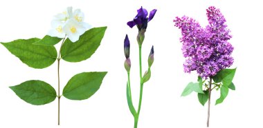 Güzel yasemin, zambak ve leylak çiçekleri beyaz arka planda izole edilmiş. Doğal çiçek geçmişi var. Çiçek tasarım ögesi