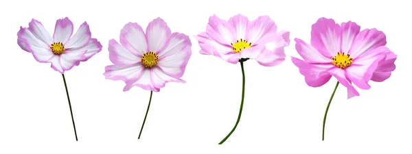 Güzel Pembe Kozmos Beyaz Arka Planda Izole Edilmiş Kozmetik Çiçekleri — Stok fotoğraf