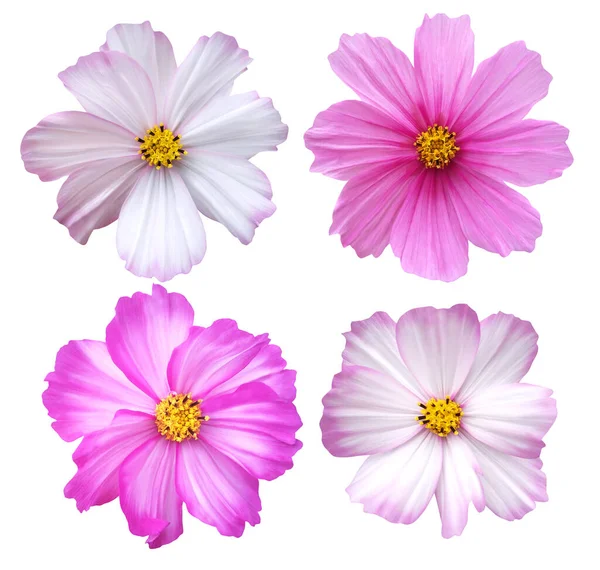 Beautiful Pink Cosmos Cosmea Flowers Set Isolated White Background Natural — Stock Photo, Image