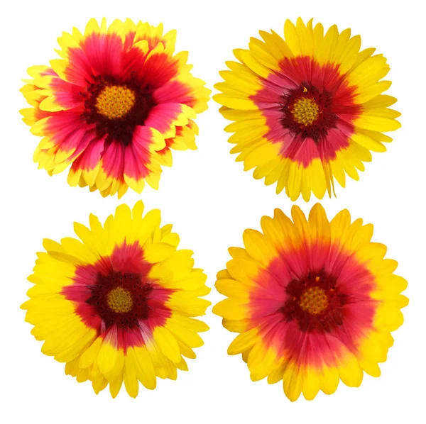 Güzel gaillardia çiçekleri beyaz arka planda izole edilmiş. Doğal çiçek geçmişi var. Çiçek tasarım ögesi