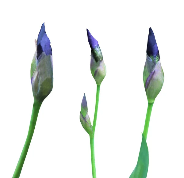 Όμορφα Μπλε Λουλούδια Ίριδας Που Απομονώνονται Λευκό Φόντο Φυσικό Φόντο — Φωτογραφία Αρχείου