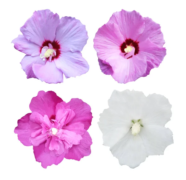 Mooie Hibiscus Bloemen Geïsoleerd Witte Achtergrond Natuurlijke Bloemen Achtergrond Floral — Stockfoto