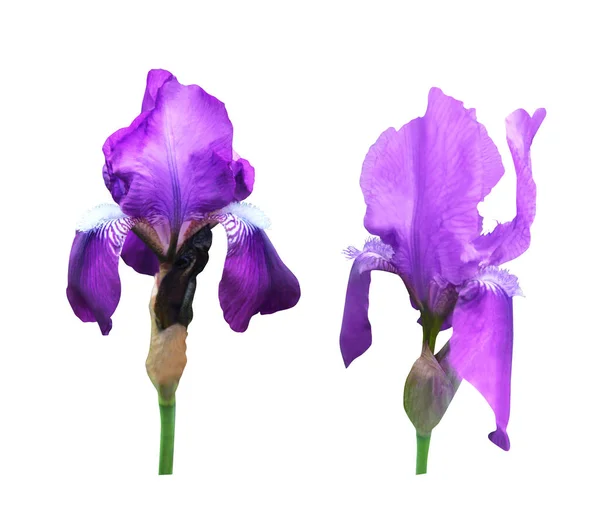 Hermosas Flores Iris Azul Conjunto Aislado Sobre Fondo Blanco Fondo —  Fotos de Stock