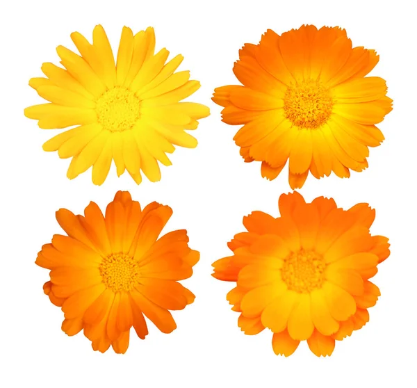 Bellissimi Fiori Calendula Incastonati Isolati Sfondo Bianco Fondo Floreale Naturale — Foto Stock