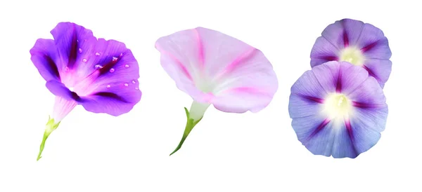 Schöne Blaue Und Rosa Morgenblumen Vereinzelt Auf Weißem Hintergrund Natürlicher — Stockfoto