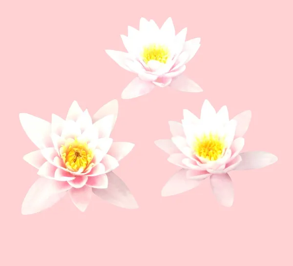 Prachtige Pastel Roze Lorus Waterlelie Bloemen Geïsoleerd Witte Achtergrond Natuurlijke — Stockfoto
