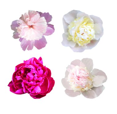 Beyaz arka planda izole edilmiş güzel şakayık çiçekleri. Doğal çiçek geçmişi var. Çiçek tasarım ögesi