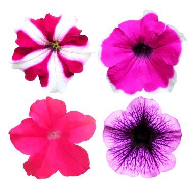 Beyaz arka planda izole edilmiş güzel petunya çiçekleri. Doğal çiçek geçmişi var. Çiçek tasarım ögesi