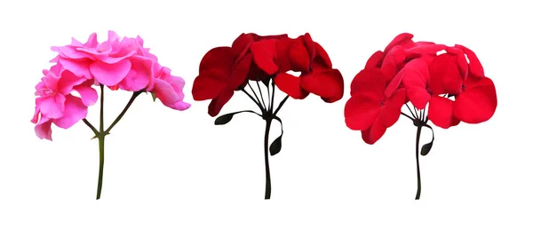 Beautiful Red Pink Geranium Flowers Set Isolated White Background Natural — Stock Photo, Image