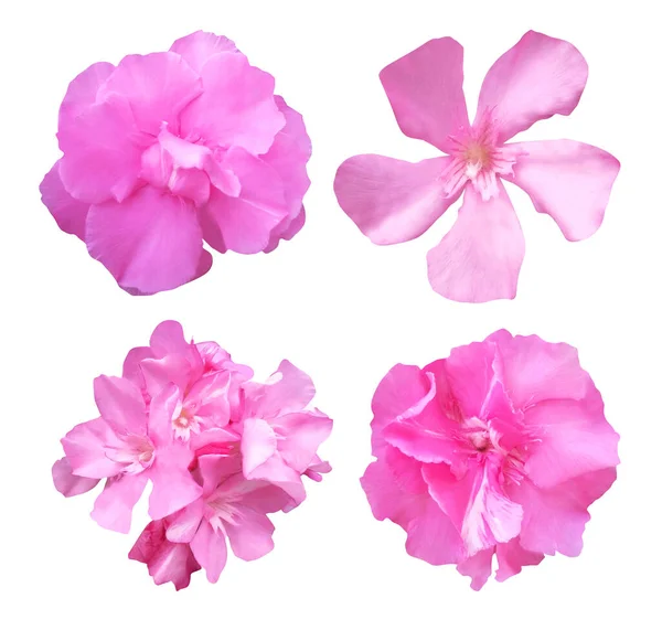 Lindas Flores Oleandro Rosa Conjunto Isolado Fundo Branco Fundo Floral — Fotografia de Stock