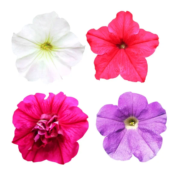 Beyaz Arka Planda Izole Edilmiş Güzel Petunya Çiçekleri Doğal Çiçek — Stok fotoğraf