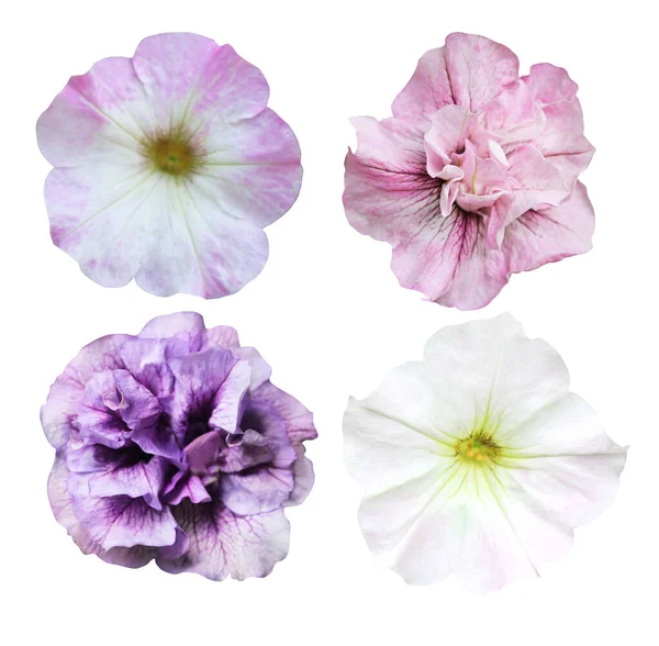 Lindas Flores Petúnias Conjunto Isolado Fundo Branco Fundo Floral Natural — Fotografia de Stock