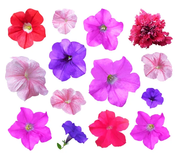 Hermosas Flores Petunia Conjunto Aislado Sobre Fondo Blanco Fondo Floral —  Fotos de Stock