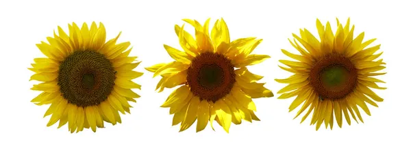 Красиві Соняшники Встановлені Ізольовані Білому Тлі Натуральний Квітковий Фон Квітковий — стокове фото
