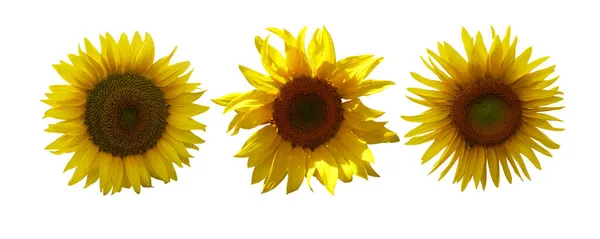 Hermoso Conjunto Girasoles Aislados Sobre Fondo Blanco Fondo Floral Natural — Foto de Stock